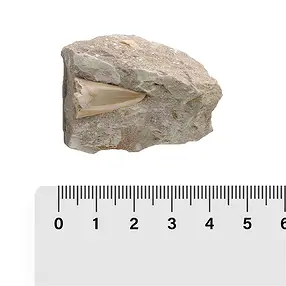 Denti di squalo in matrice, 04 - 05cm (24 pz./ UC) | Marco Schreier
