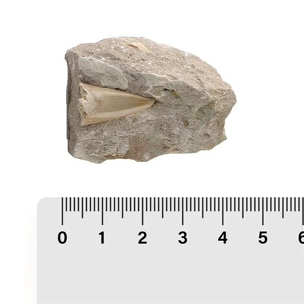 Shark teeth in matrix, 04 - 05cm (24 pcs./ PU) | gems, healing stones & jewelry