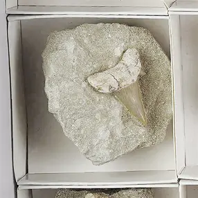 Denti di squalo in matrice, 04 - 05cm (24 pz./ UC) | Marco Schreier