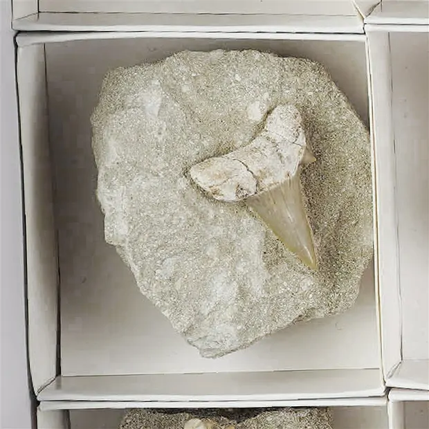 Shark teeth in matrix, 04 - 05cm (24 pcs./ PU) | gems, healing stones & jewelry