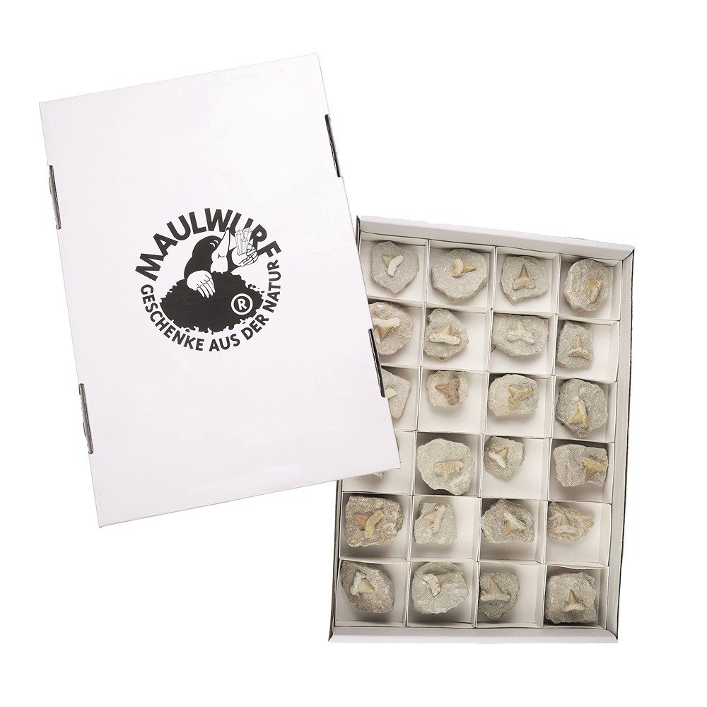 Shark teeth in matrix, 04 - 05cm (24 pcs./ PU) | gems, healing stones & jewelry