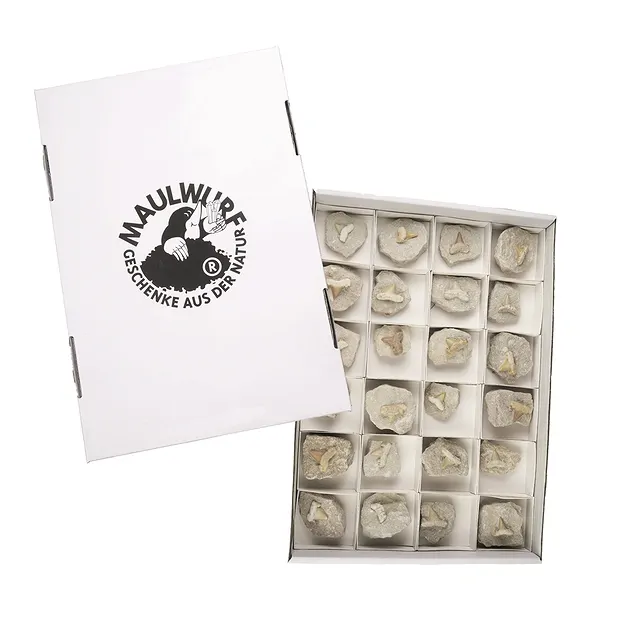 Dents de requin en matrice, 04 - 05cm (24 pcs/UC) | Marco Schreier