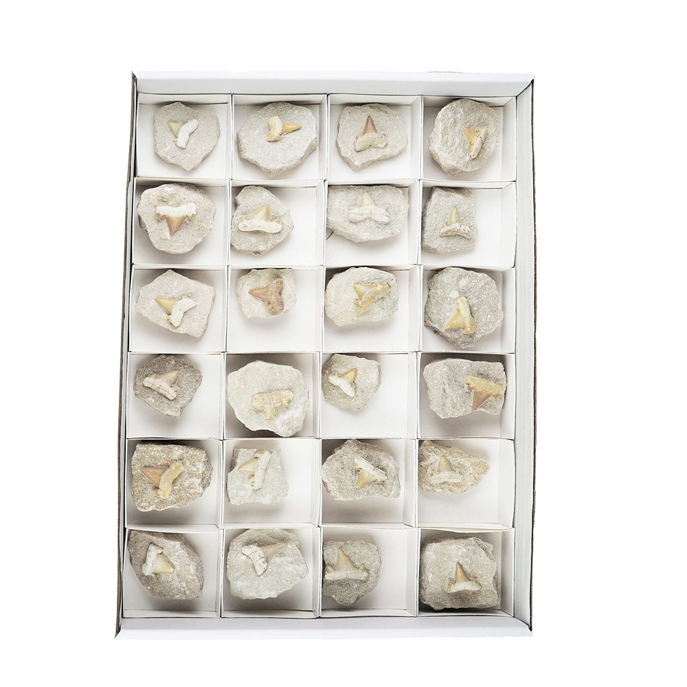 Shark teeth in matrix, 04 - 05cm (24 pcs./ PU) | gems, healing stones & jewelry