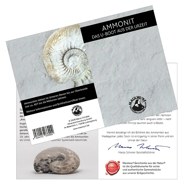 Ammonites 3,0-3,5cm (pequeños) con tarjeta de certificado en bolsa | Marco Schreier