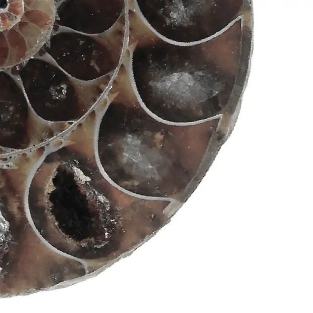 Ammonites 3,0-3,5cm (pequeños) con tarjeta de certificado en bolsa | Marco Schreier