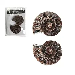 0930002001 Ammonites 3,0-3,5cm (pequeños) con tarjeta de certificado en bolsa | Marco Schreier