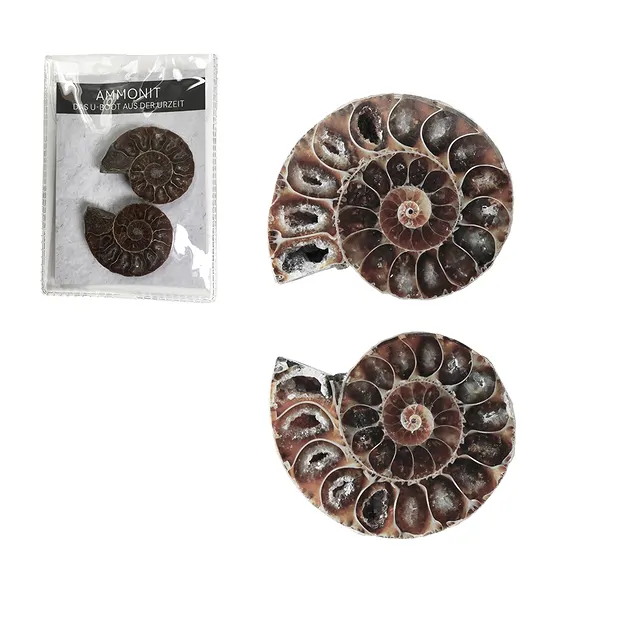 Ammoniten 3,0-3,5cm (klein) mit Zertifikatkarte in Pouch | Marco Schreier
