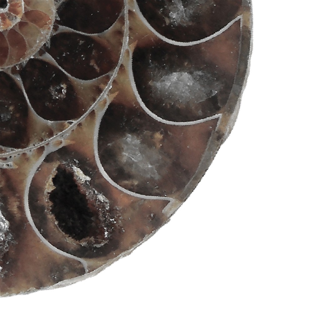 Ammonites 4,0-4,5cm (large) with certificate card in pouch | Marco Schreier