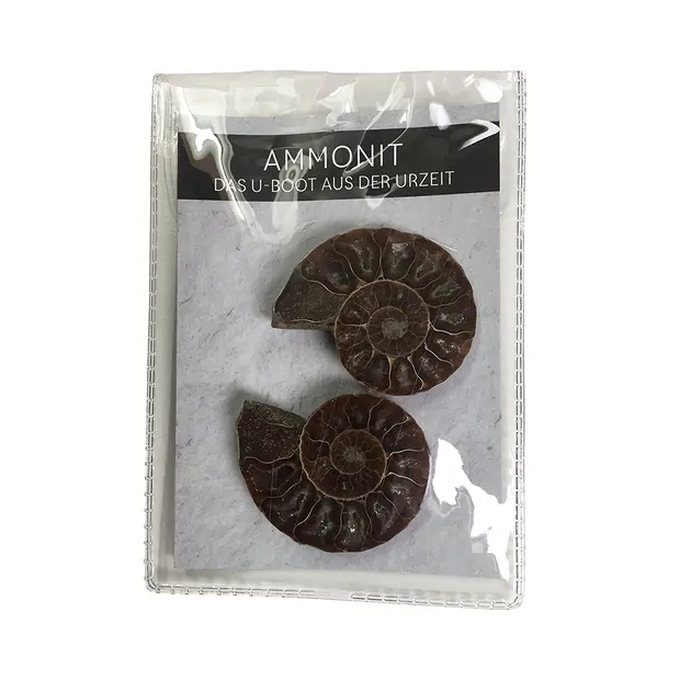 Ammoniten 4,0-4,5cm (groß) mit Zertifikatkarte in Pouch | Marco Schreier