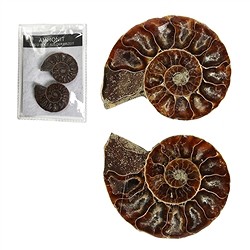 0930002002 Ammonites 4,0-4,5cm (grandes) avec carte de certificat en pochette | Marco Schreier