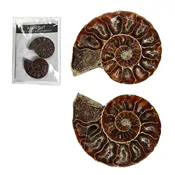 0930002002 Ammonites 4,0-4,5cm (large) with certificate card in pouch | Marco Schreier