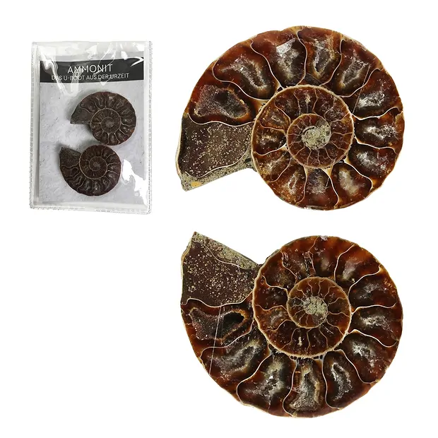 Ammoniten 4,0-4,5cm (groß) mit Zertifikatkarte in Pouch | Marco Schreier