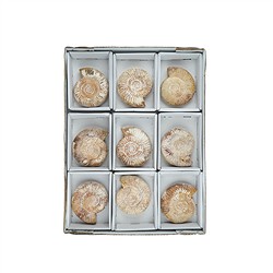 093000809 Ammonite (Perisphinctes) en bruto, 8 - 9cm (9 uds/UE) | Marco Schreier