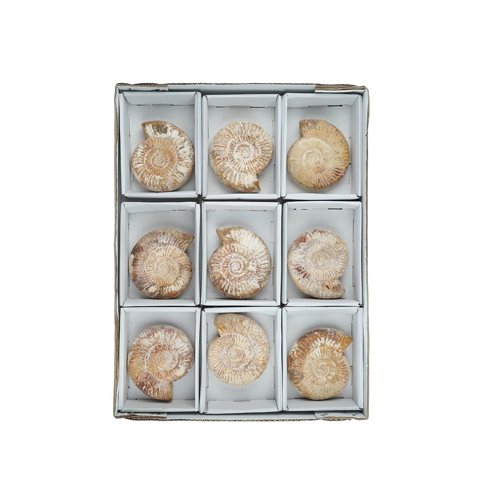 Ammonite (Perisphinctes) grezza, 8 - 9 cm (9 pz./UC) | Marco Schreier