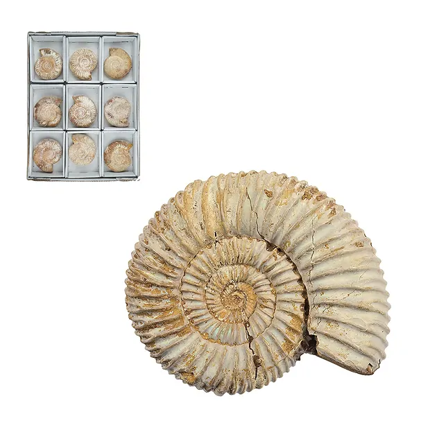 Ammonit (Perisphinctes) roh, 8 - 9cm (9 St./VE) | Marco Schreier