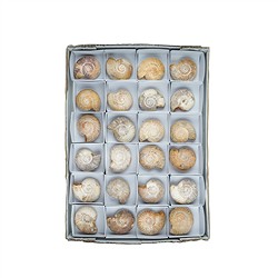 093000824 Ammonite (Perisphinctes) en bruto, 6cm (24 uds/UE) | Marco Schreier