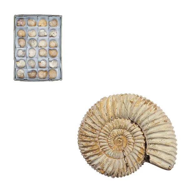 Ammonit (Perisphinctes) roh, 6cm (24 St./VE) | Edelsteine, Heilsteine & Schmuck