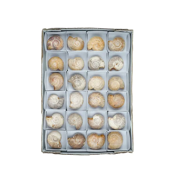 Ammonite (Perisphinctes) en bruto, 6cm (24 uds/UE) | Marco Schreier