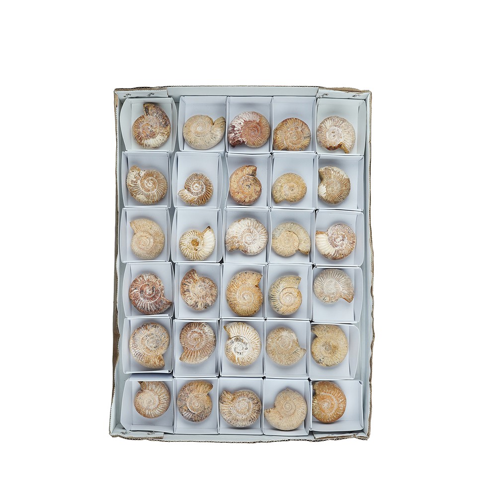 Ammonit (Perisphinctes) roh, 4,5 - 5,0cm (30 St./VE) | Marco Schreier