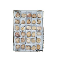 093000830 Ammonite (Perisphinctes) rough, 4.5 - 5.0cm (30 pcs/PU) | Marco Schreier