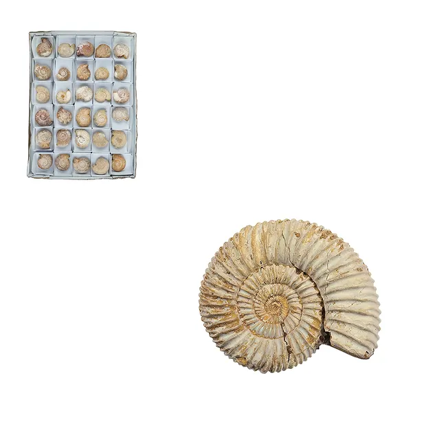 Ammonite (Perisphinctes) en bruto, 4,5 - 5,0cm (30 uds/UE) | Marco Schreier