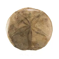 0930051007 Sanddollar (oursin), 08 - 09cm | Marco Schreier