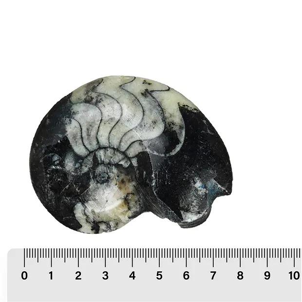 Goniatite lucidata, 07 - 08 cm (12 pz./ UC) | grossista gemme e pietre curative