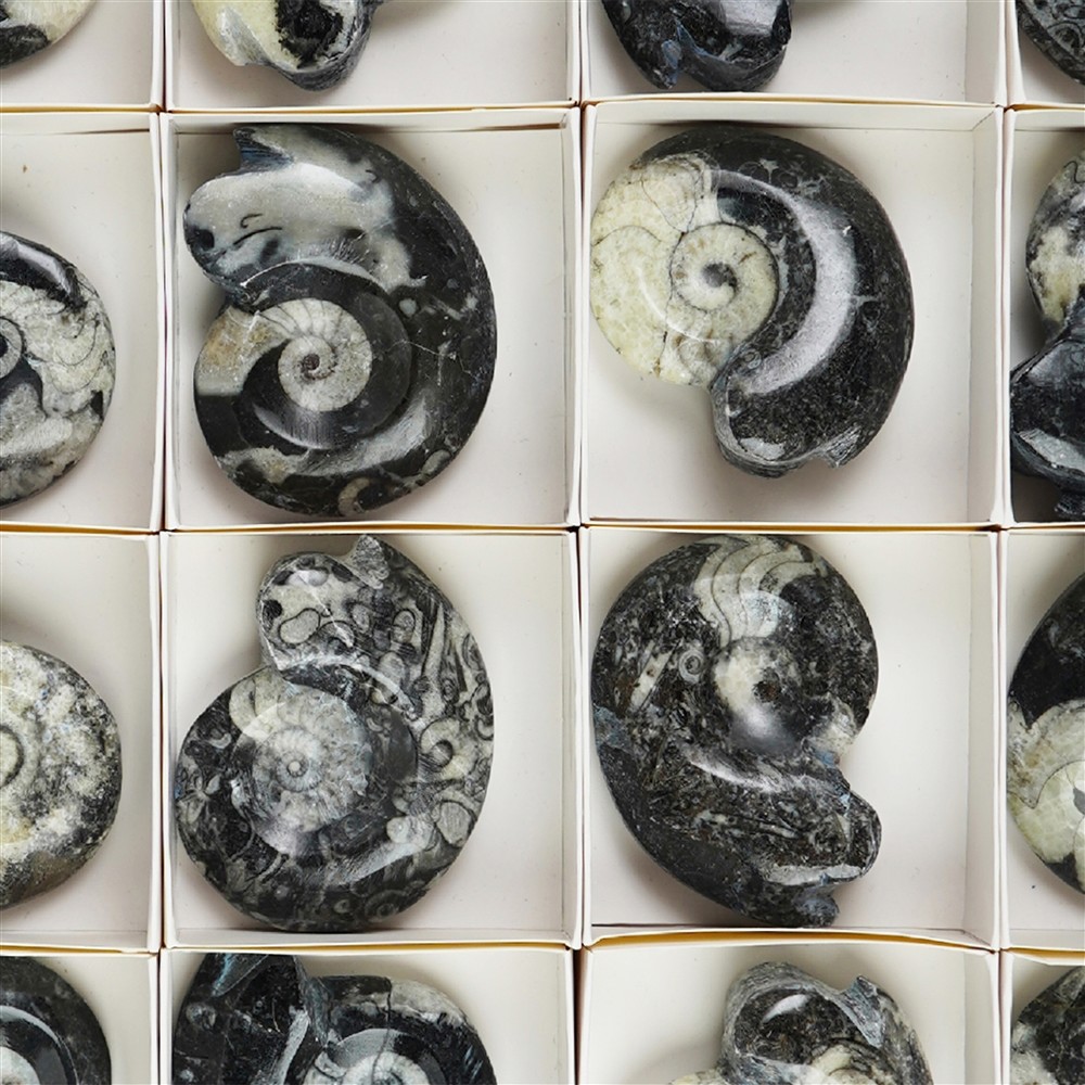 Goniatite polished, 07 - 08cm (12 pcs./ PU) | wholesaler gems & healing stones