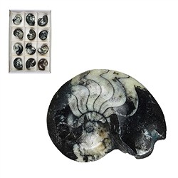 0942801012 Goniatite lucidata, 07 - 08 cm (12 pz./ UC) | grossista gemme e pietre curative