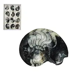 0942801012 Goniatite polie, 07 - 08cm (12 pcs/UC) | Marco Schreier