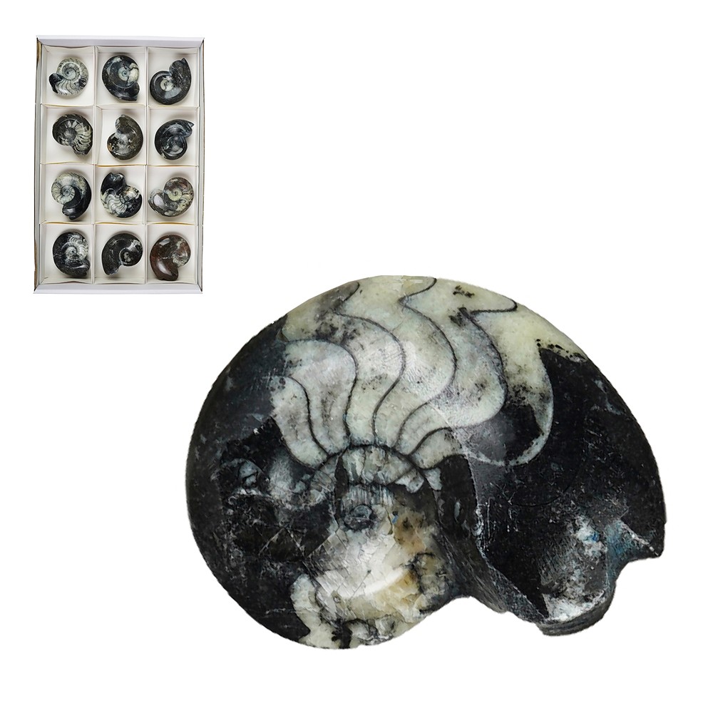 Goniatite polished, 07 - 08cm (12 pcs./ PU) | wholesaler gems & healing stones