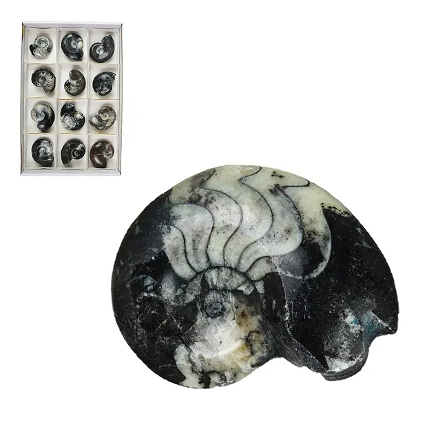 Goniatite lucidata, 07 - 08 cm (12 pz./ UC) | grossista gemme e pietre curative