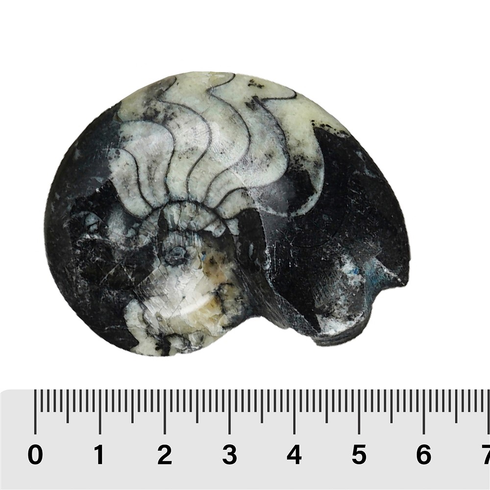 Goniatite polished, 05 - 06cm (24 pcs./ PU) | wholesaler gems & healing stones