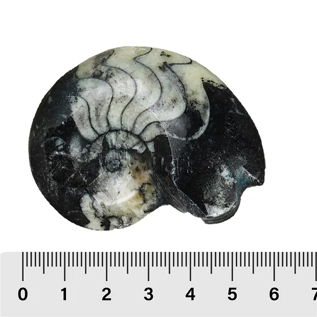 Goniatite polie, 05 - 06cm (24 pcs/UC) | Marco Schreier