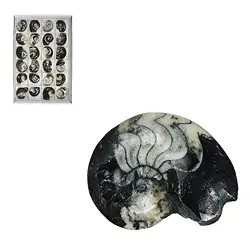 0942801024 Goniatite polie, 05 - 06cm (24 pcs/UC) | Marco Schreier