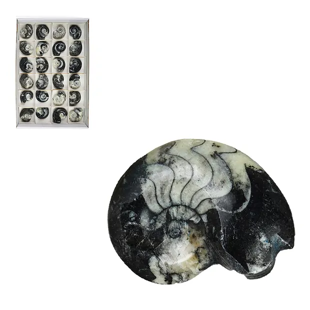 Goniatite lucidata, 05 - 06 cm (24 pz./ UC) | grossista gemme e pietre curative