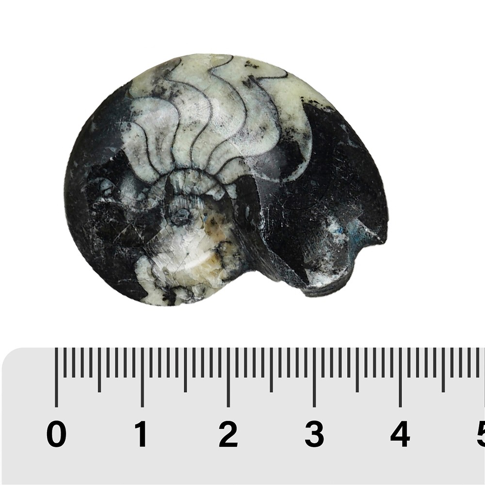 Goniatite lucidata, 03 - 04 cm (35 pz./ UC) | grossista gemme e pietre curative