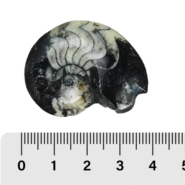 Goniatite polie, 03 - 04cm (35 pcs/UC) | Marco Schreier