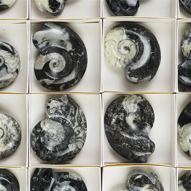 Goniatit poliert, 03 - 04cm (35 St./VE) | GH Edelsteine, Heilsteine & Schmuck