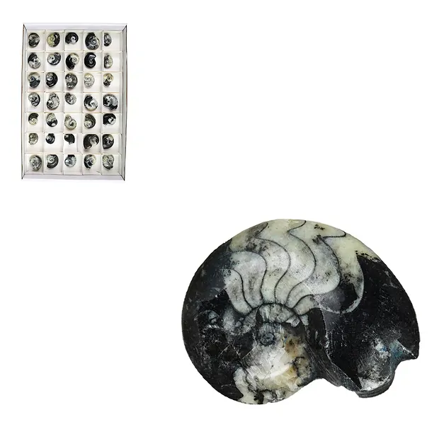 Goniatit poliert, 03 - 04cm (35 St./VE) | GH Edelsteine, Heilsteine & Schmuck