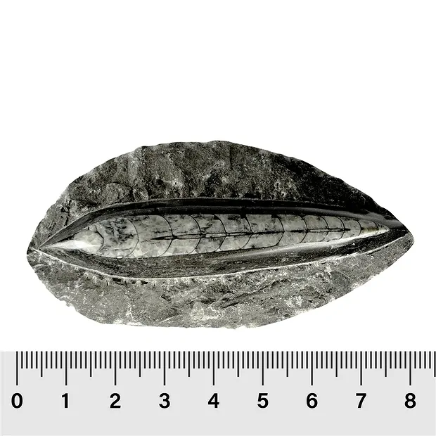 Orthoceras in matrix, 10cm (6 pcs./ PU) | wholesaler gems & healing stones