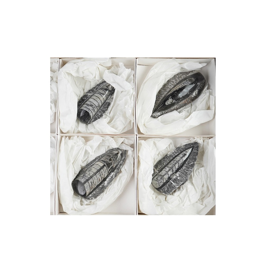 Orthoceras in Matrix, 10cm (6 St./VE) | Edelsteine, Heilsteine & Schmuck-Handel