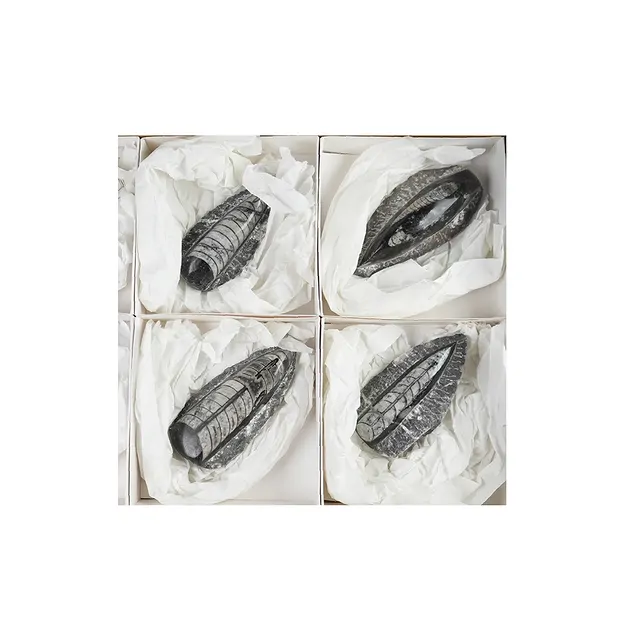 Orthoceras in matrix, 10cm (6 pcs./ PU) | wholesaler gems & healing stones