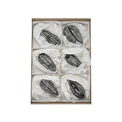 0942901006 Orthoceras in Matrix, 10cm (6 St./VE) | Edelsteine, Heilsteine &amp; Schmuck-Handel