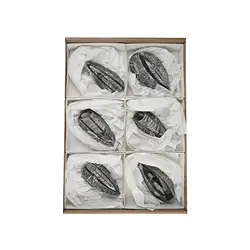 0942901006 Orthoceras in Matrix, 10cm (6 St./VE) | Edelsteine, Heilsteine & Schmuck-Handel
