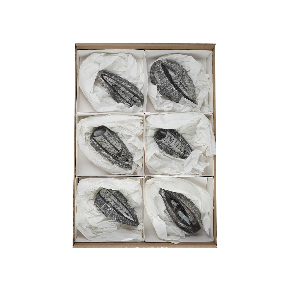 Orthoceras in Matrix, 10cm (6 St./VE) | Edelsteine, Heilsteine & Schmuck-Handel