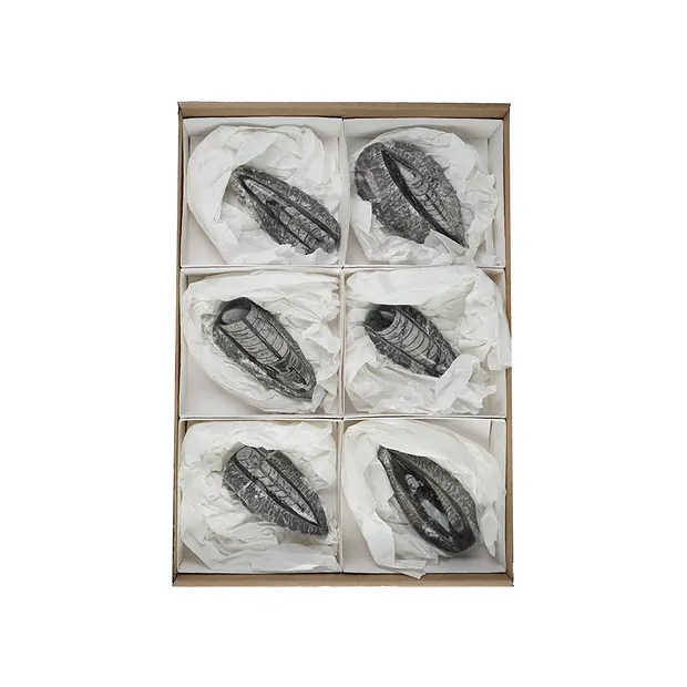 Orthoceras in matrix, 10cm (6 pcs./ PU) | wholesaler gems & healing stones