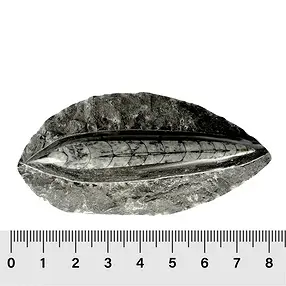 Orthoceras en matriz, 08cm (12 piezas/VE) | Marco Schreier