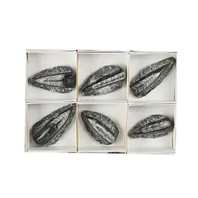 Orthoceras en matriz, 08cm (12 piezas/VE) | Marco Schreier