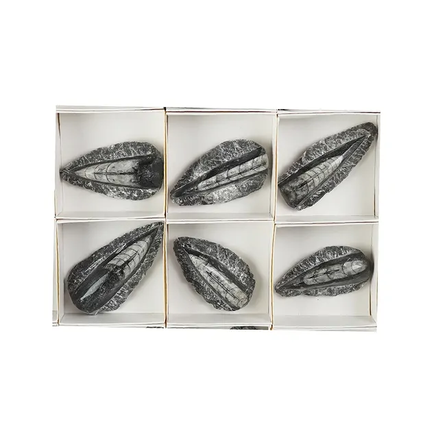 Orthoceras in matrix, 08cm (12 pcs./ PU) | wholesaler gems & healing stones